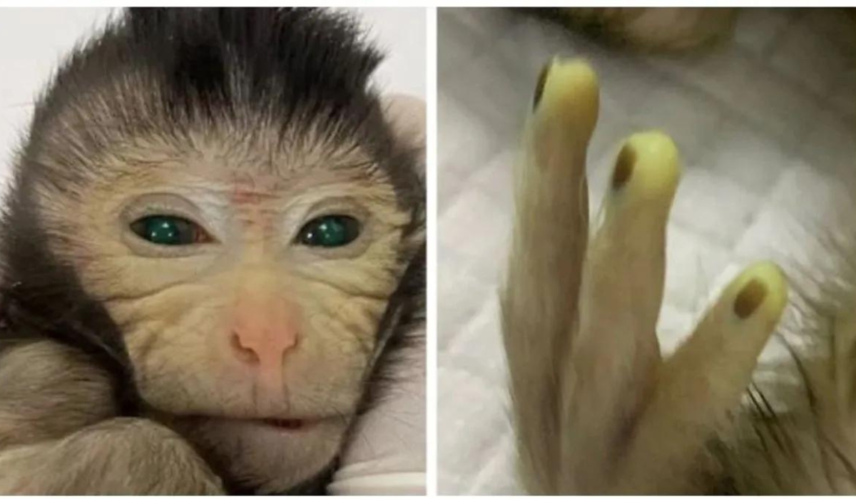 Scientists in China Report The First Live Birth of ‘Chimeric’ Monkey
